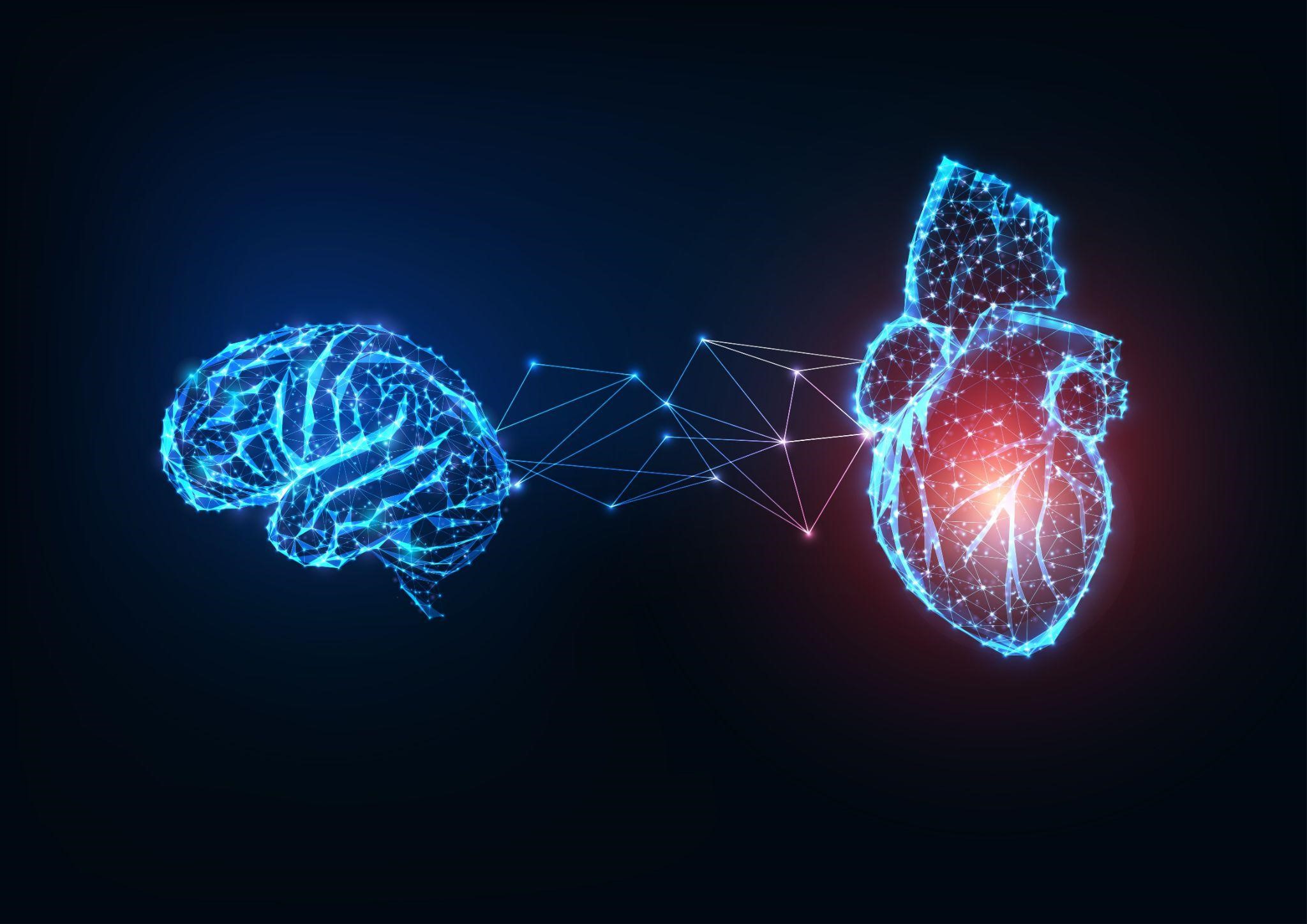 Digital illustration showing connection between brain and heart highlighting cardiovascular and cognitive health relationship